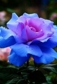 Cu' �mmore nun se juoca