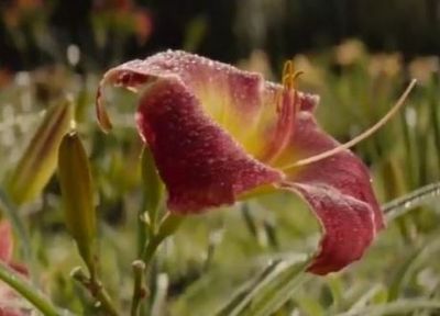 Quello che non t�ho dato