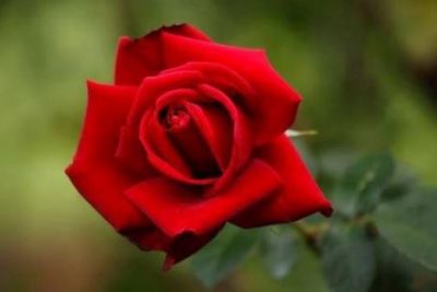 Perch� non chiama?