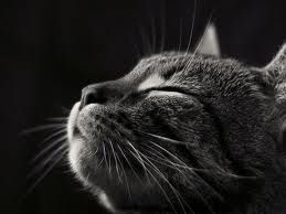 Lì dove i gatti vanno a morire