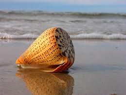 La conchiglia