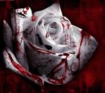 Quando uccidi un amore