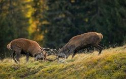 La maestosit� del cervo