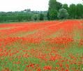 I prati di papaveri