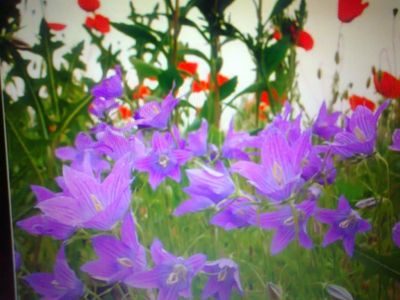 Il suono della tua voce  