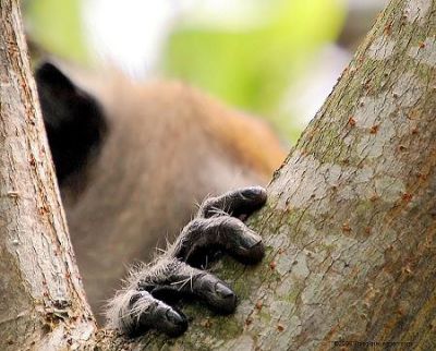 Evoluzione- E' nato l'uomo!