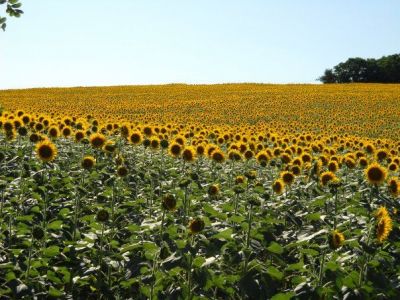 Non vorrei annoiarti