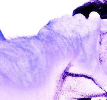 Guardandomi esalti la mia inverecondia