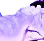 Guardandomi esalti la mia inverecondia