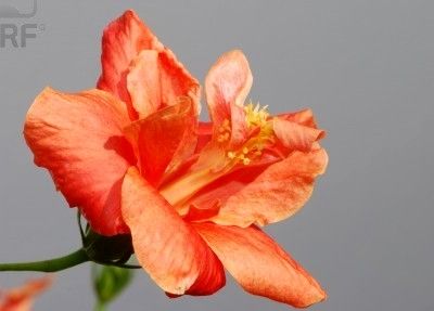 Né vincitori né vinti