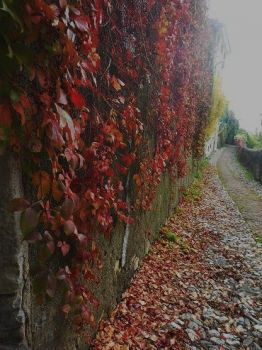 Dal mio rifugio (16)