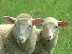 Dal mio rifugio (19)