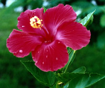 Hibiscus