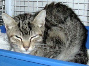 I felini cadono sempre in piedi