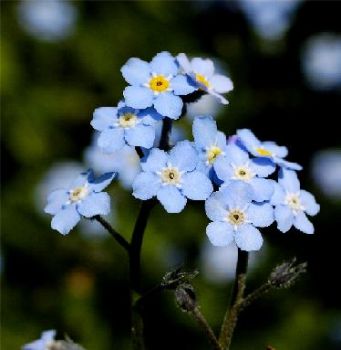Myosotis Alpestris