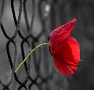 La speranza d'un sogno