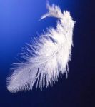 Il vigore della piuma (Declino n�4)