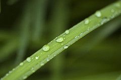 Un unico stelo (Vincolo n�1)  