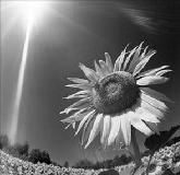 Superstiti (Furia n�4)