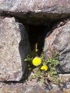 Voglia di non piangere  