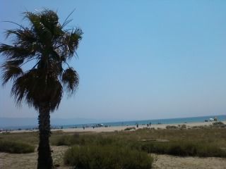 Ondeggiare di palmizi