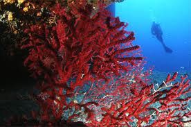 Dei coralli, un'isola