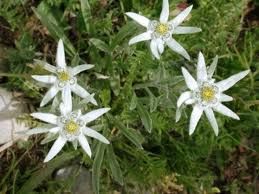 Ricerca d'identit�