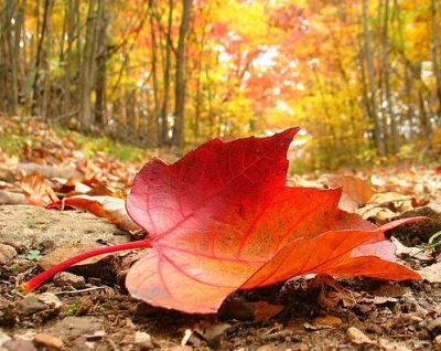 Autunno nel cuore