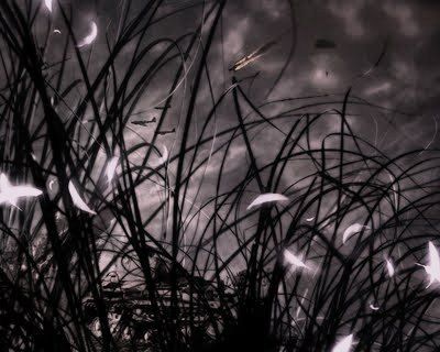 Like a firefly into the mist