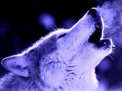 Gloomy weeping wolves  