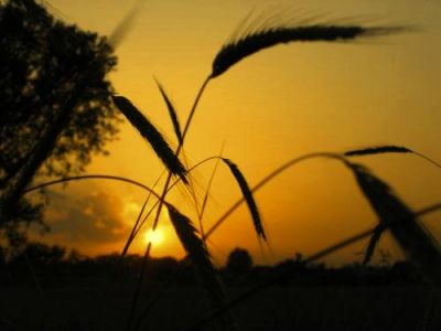 Madida s'incolla la sera agli afflati  