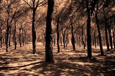 Mi sussurra il pineto