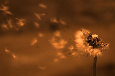 E' gelo ch'estingue ogni fiamma il tuo vacuo ch'asperge le carni