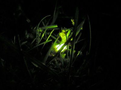 Il tuo silenzio stringo tra le labbra  