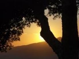 Innocenze associative