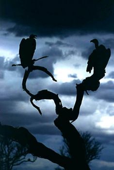 Non lasci briciole ma cadeveri  