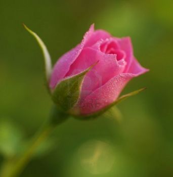 Bocciolo di un fiore  