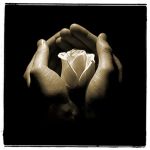 Per custodire il fiore