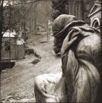 Crisantemi in cattivit�