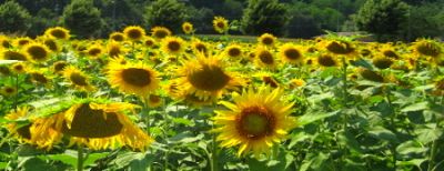 Ho incontrato i tuoi occhi