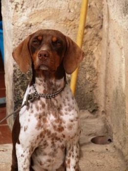 Un cacciatore deluso