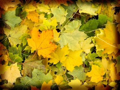 Le pagine della nostra vita  