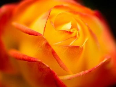 La lacrima di Venere