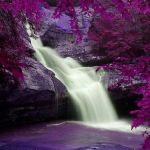 Il verso delle cicale