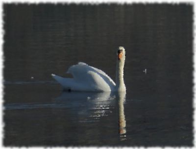 Il cigno