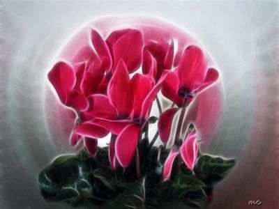 Un letto di ciclamini