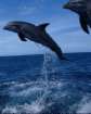 Delfini