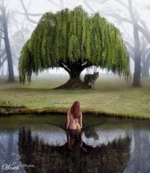 Come fronde di salice