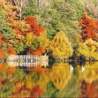 Il ponticello bianco