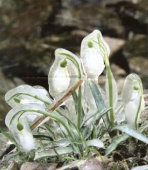 L�oltranza dei bucaneve